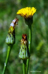 Hypochaeris radicata