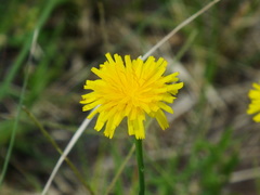 Hypochaeris radicata