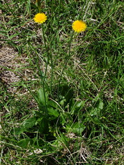 Hypochaeris radicata