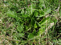 Hypochaeris radicata