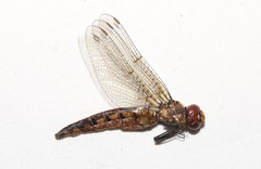 Neurocordulia michaeli