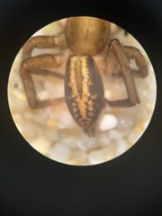 Teminius affinis