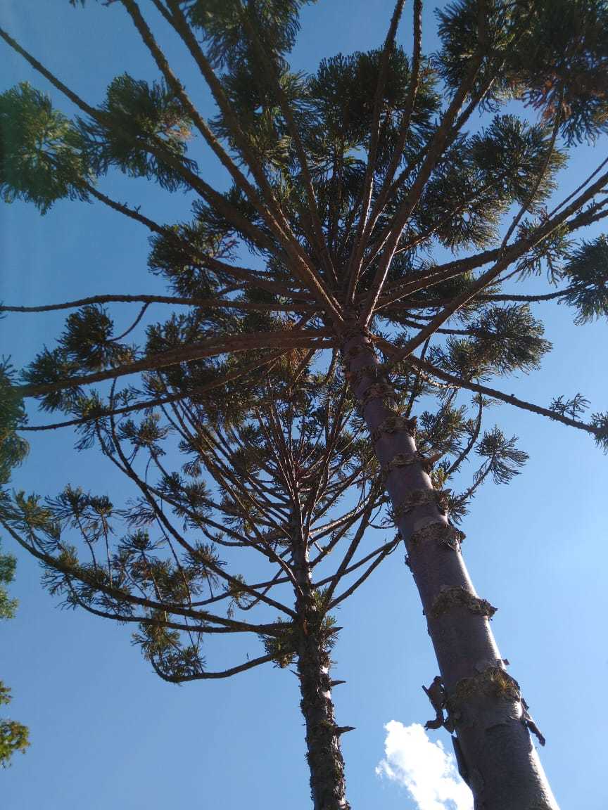 Araucaria angustifolia