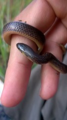 Atractus pantostictus