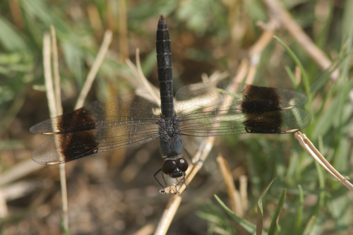 Southern Banded Groundling