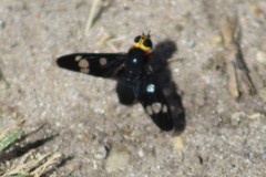 Hyperalonia morio morio