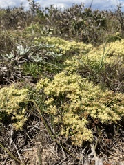 Baccharis linearifolia