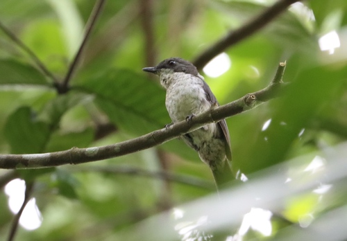 African Forest-Flycatcher