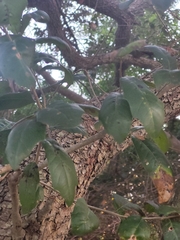 Quercus virginiana image