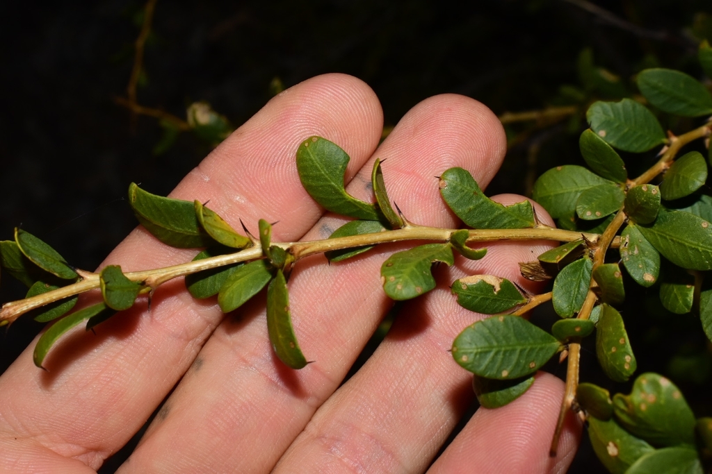 Pictetia sulcata