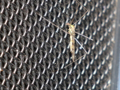 Libnotes terraereginae