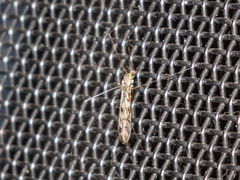 Libnotes terraereginae