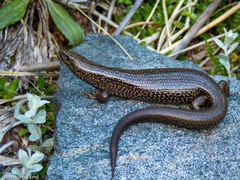 Awakopaka Skink photo 3
