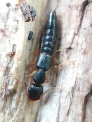 Astenus immaculatus