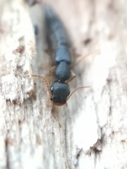 Astenus immaculatus