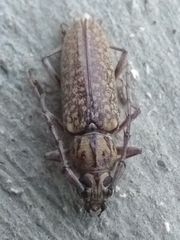 Elaphidion conspersum