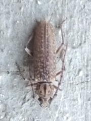 Elaphidion conspersum