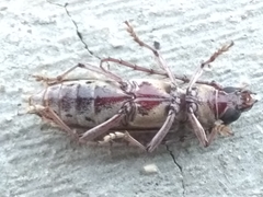 Elaphidion conspersum