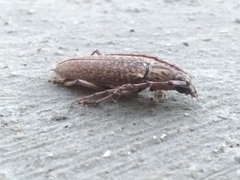 Elaphidion conspersum