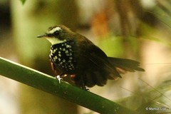 Rhipidura threnothorax