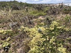 Baccharis linearifolia