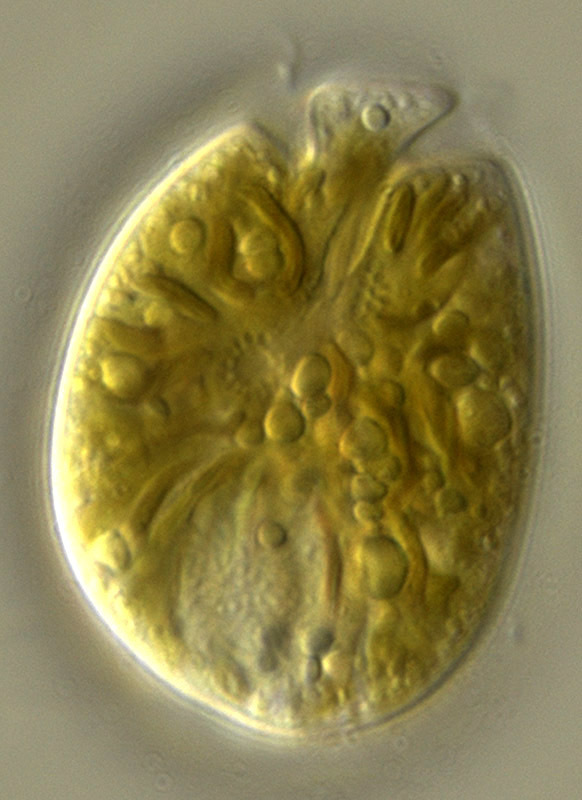 Amphidinium
