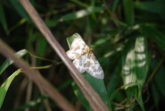 Percnia