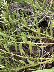 Baccharis linearifolia