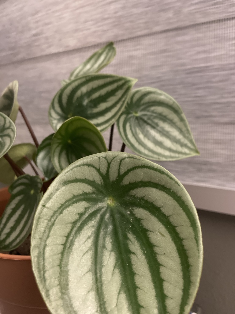 Watermelon Peperomia