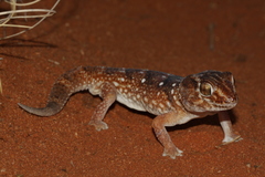 Chondrodactylus angulifer