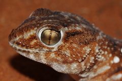 Chondrodactylus angulifer