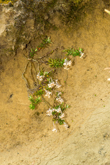 Anaphalioides subrigida