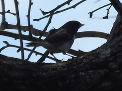 Junco hyemalis