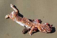 Chondrodactylus angulifer