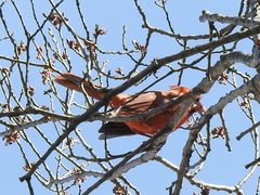 Cardinalis cardinalis