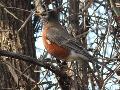 Turdus migratorius