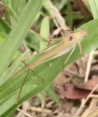 Tettigoniidae