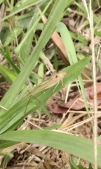 Tettigoniidae