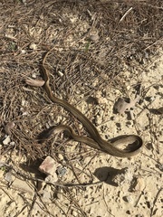 Macroprotodon mauritanicus