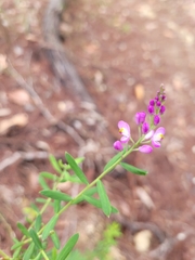 Comesperma hispidulum