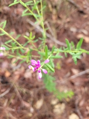 Comesperma hispidulum