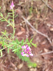 Comesperma hispidulum