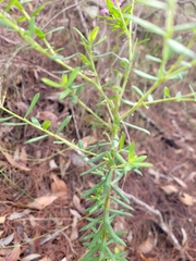 Comesperma hispidulum