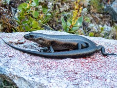Barrier Skink photo 2
