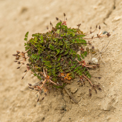 Chaerophyllum colensoi colensoi