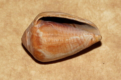 Conus cyanostoma