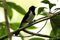 Symposiachrus manadensis
