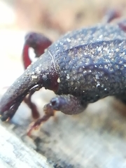 Mitoplinthus caliginosus