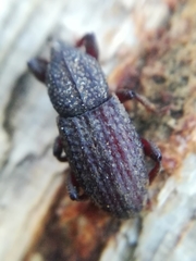 Mitoplinthus caliginosus