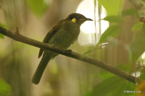 Meliphaga aruensis observed 2013-08-05